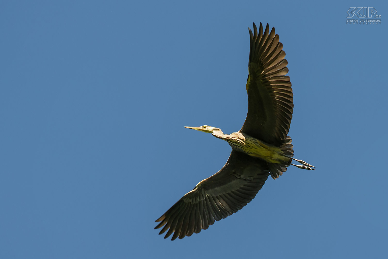 Vogels - Blauwe reiger Overvliegende blauwe reiger (Grey heron/Ardea cinerea) in de Lommelse Sahara. Stefan Cruysberghs